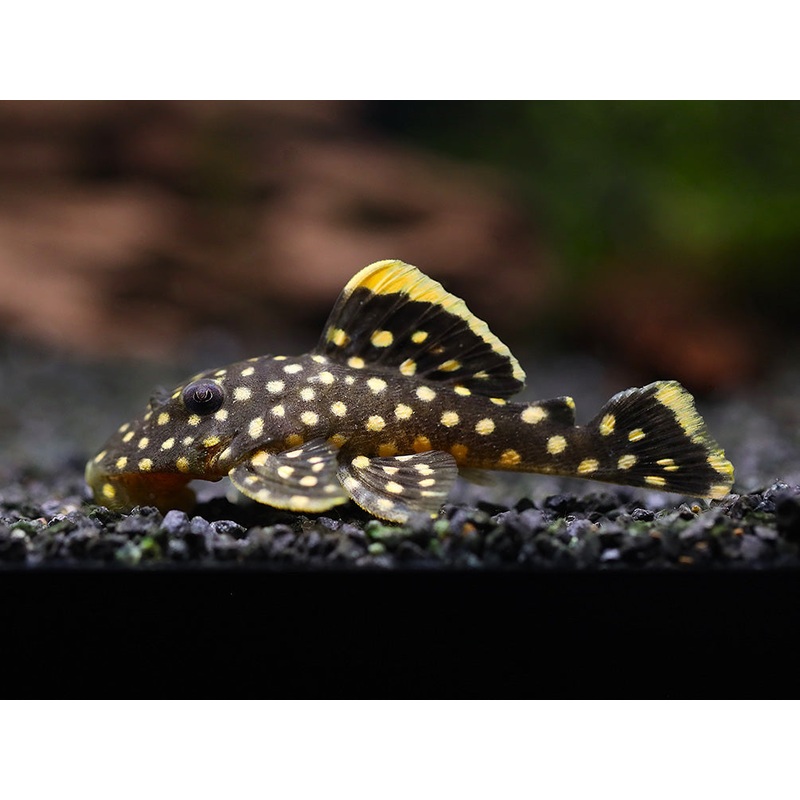 L018 Gold Nugget Pleco (Baryancistrus xanthellus)