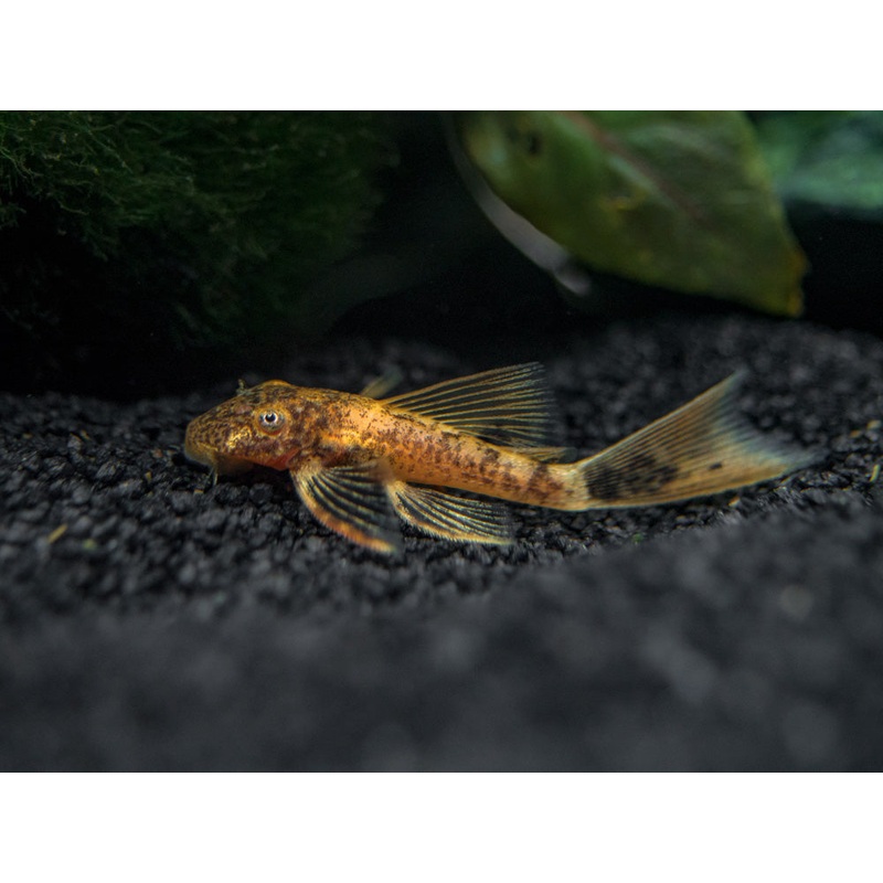 Longfin Calico Bristlenose Pleco (Ancistrus sp. “Calico”) – Tank-Bred!