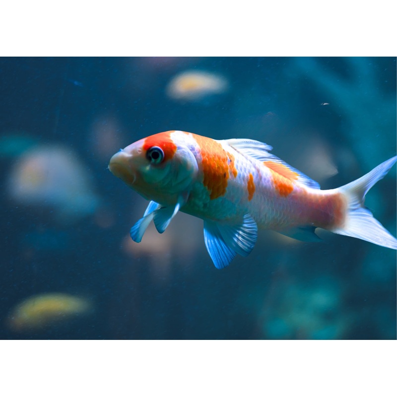 Shubunkin – Red and White Special (5 for $22)