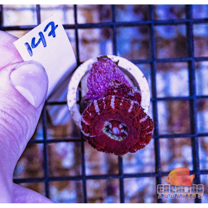 WYSIWYG 147 Button Scoly