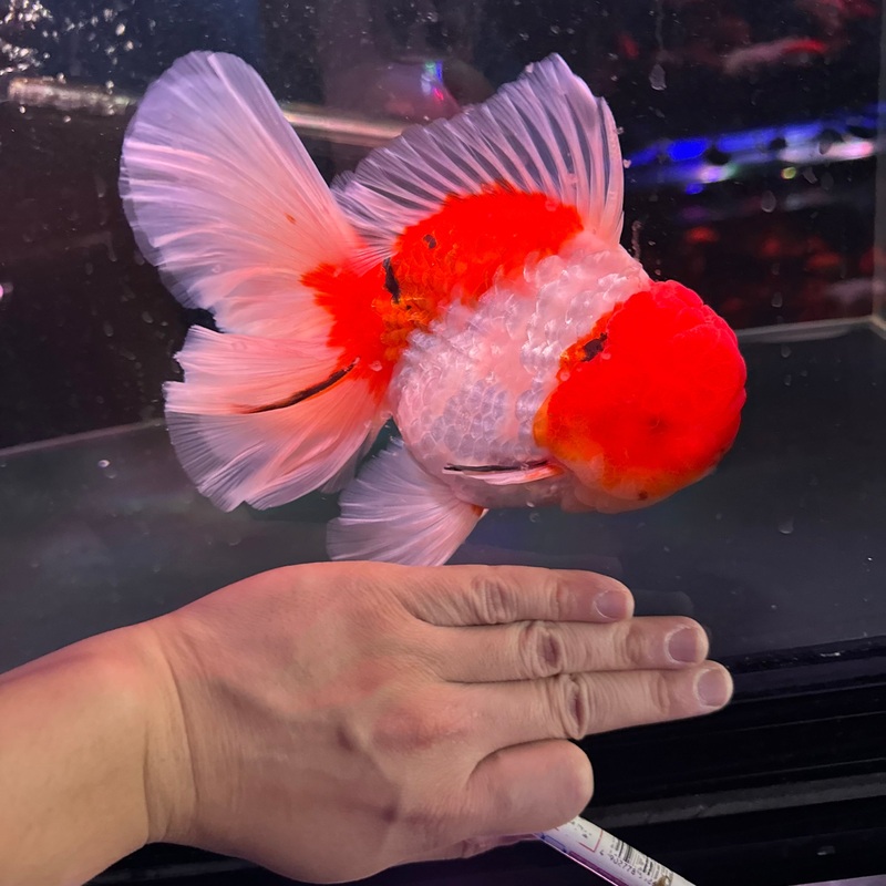AAA GRADE Thai Rose Tail Oranda 18cm