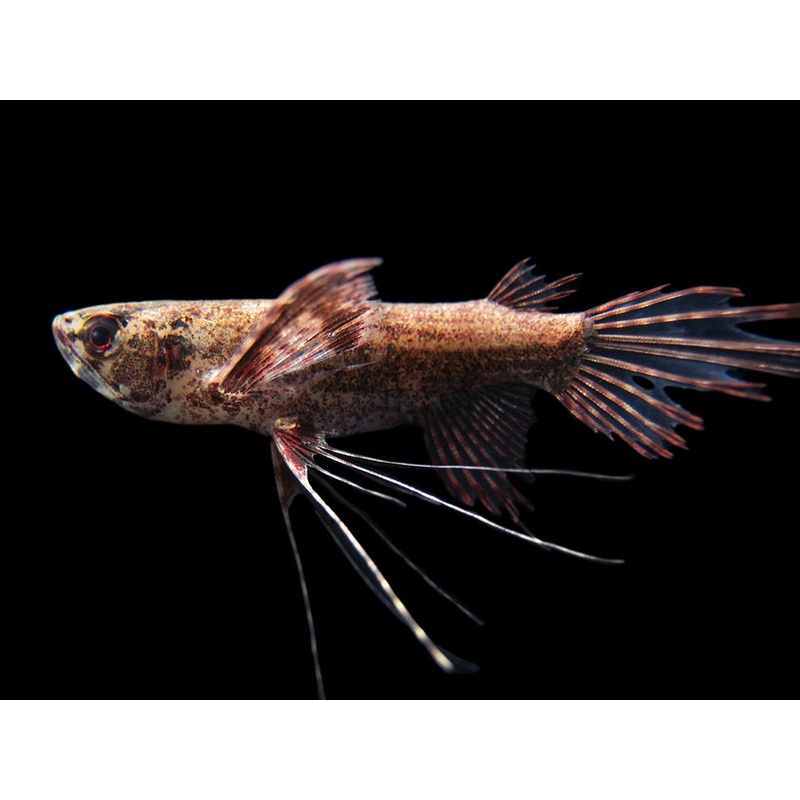 African Butterfly Fish (Pantodon buchholzi)