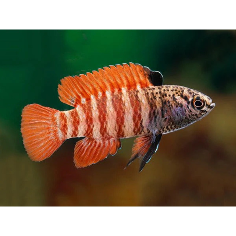Black Tiger Badis Dario