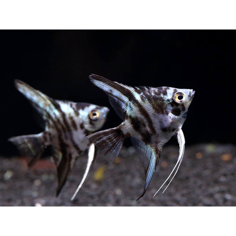 Blue Turquoise Marble Angelfish (Pterophyllum scalare)  Tank Bred