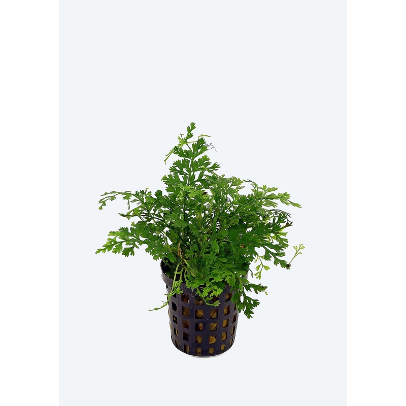 Bolbitis heteroclita ‘difformis’