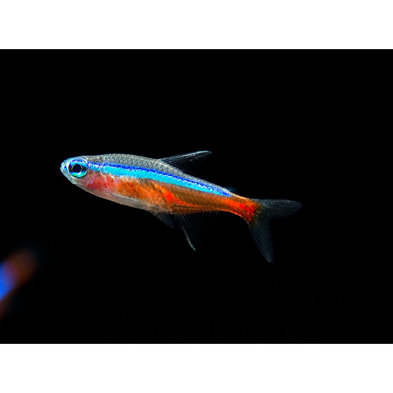 Cardinal Tetra (Paracheirodon axelrodi), Tank-Bred