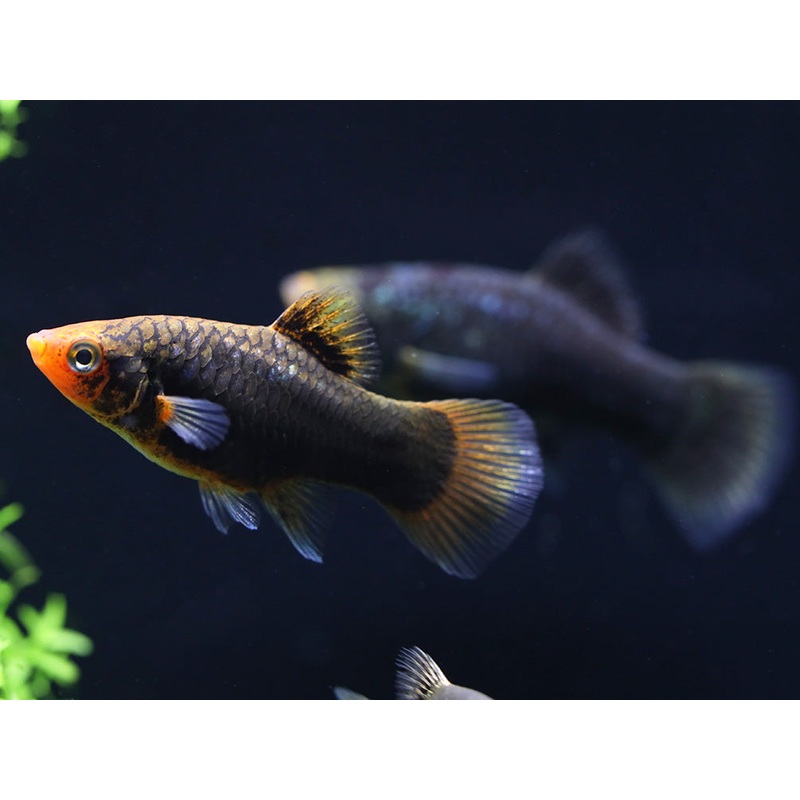 Green Lantern Platy  (Xiphophorus maculatus)   Tank Bred