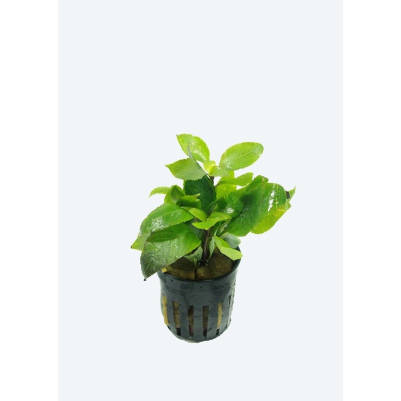 Hygrophila c. Minima