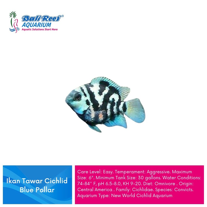 Ikan Tawar Cichlid Blue Pollar