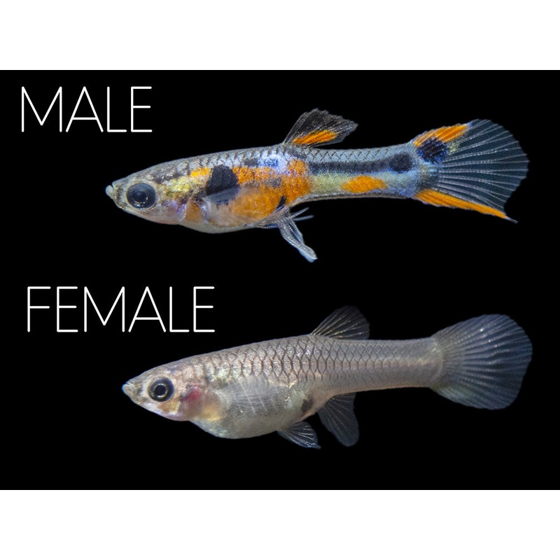 Multi-Color Endler (Poecilia wingei), Males and Females – Tank-Bred!