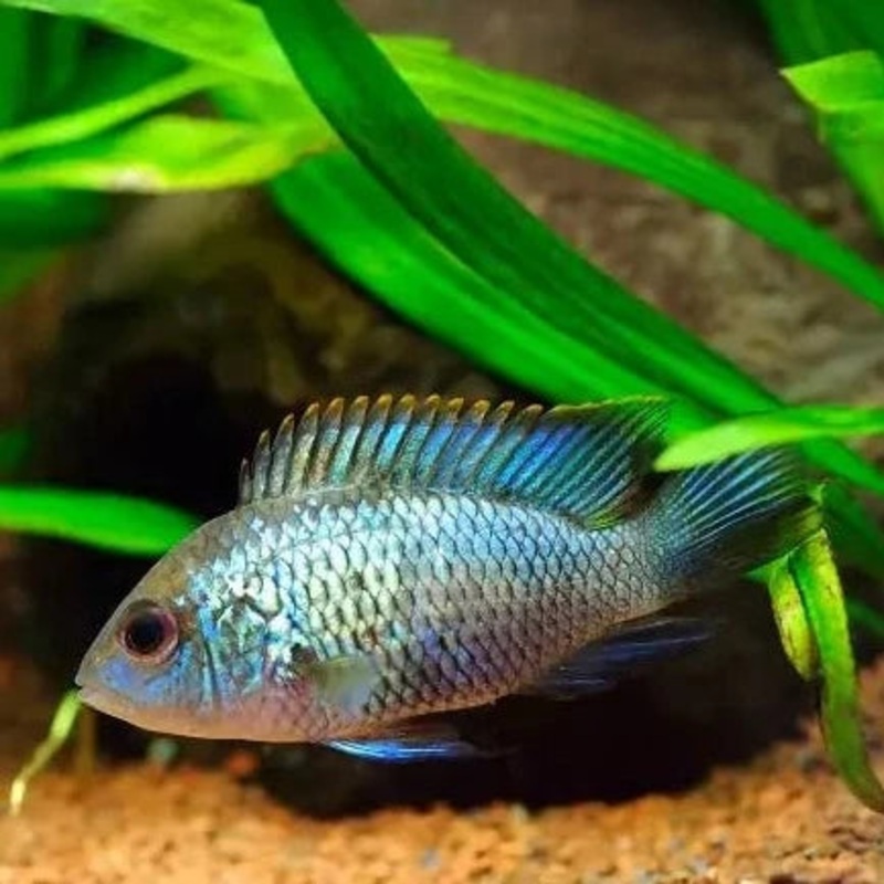 Neon Blue Acara 5cm