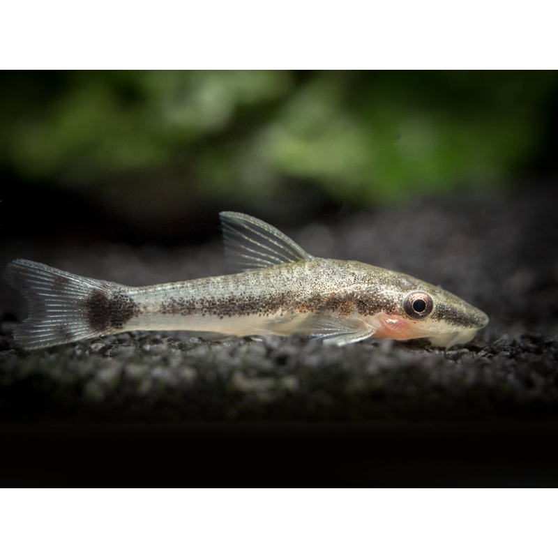 Otocinclus Catfish (Otocinclus macrospilus), Tank-Raised