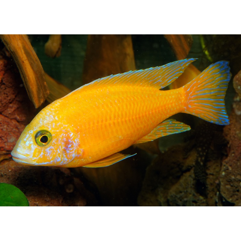 Peacock Cichlid – Yellow