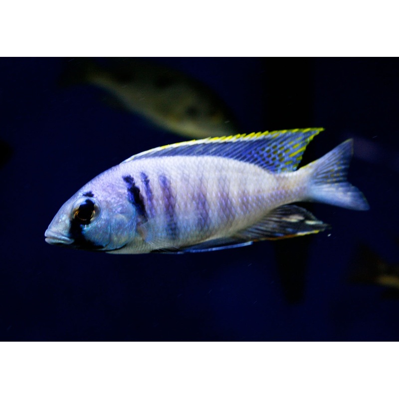 Placidochromis Electra Likoma