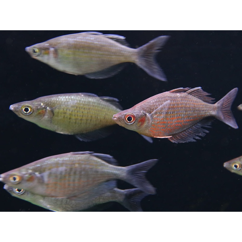 Red Dragon “Mamberamo River” (Glossolepis multisquamata) Rainbowfish – Tank Bred