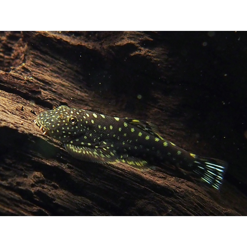 Spotted Borneo Sucker (Gastromyzon punctulatus)