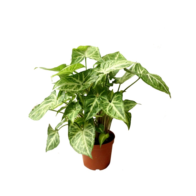 TCulture Syngonium Podophyllum ‘White Butterfly’ (Pot)