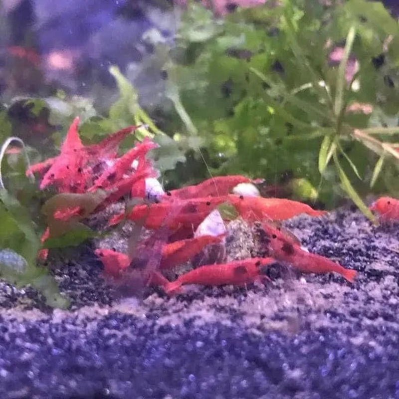 15x Mix Neo Pack | 5x Blue | 5x Yellow | 5x Red