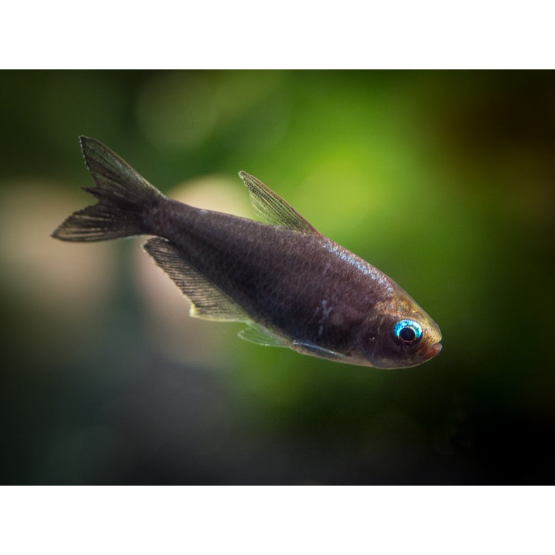 Black Emperor Tetra (Nematobrycon palmeri var. “Amphiloxus Black”) – Tank-Bred!