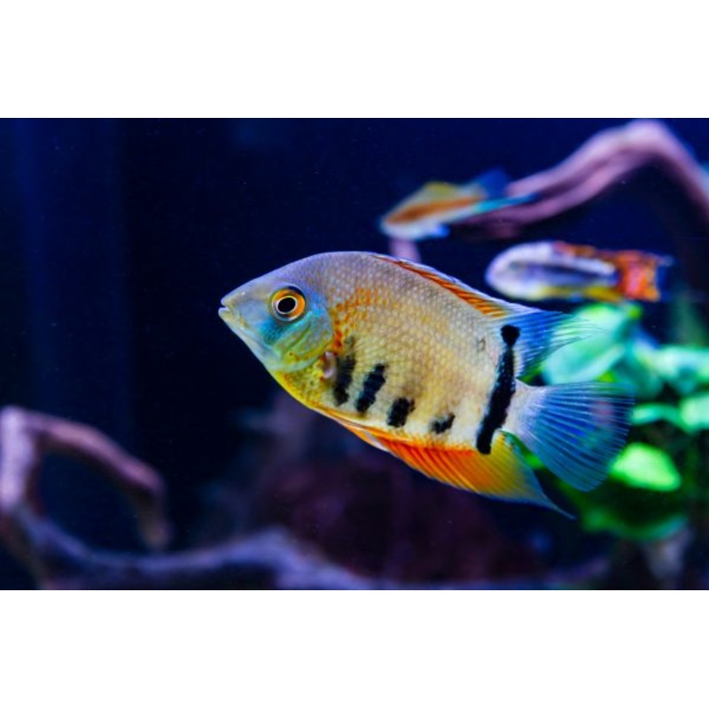 Blue Severum Cichlid 4cm