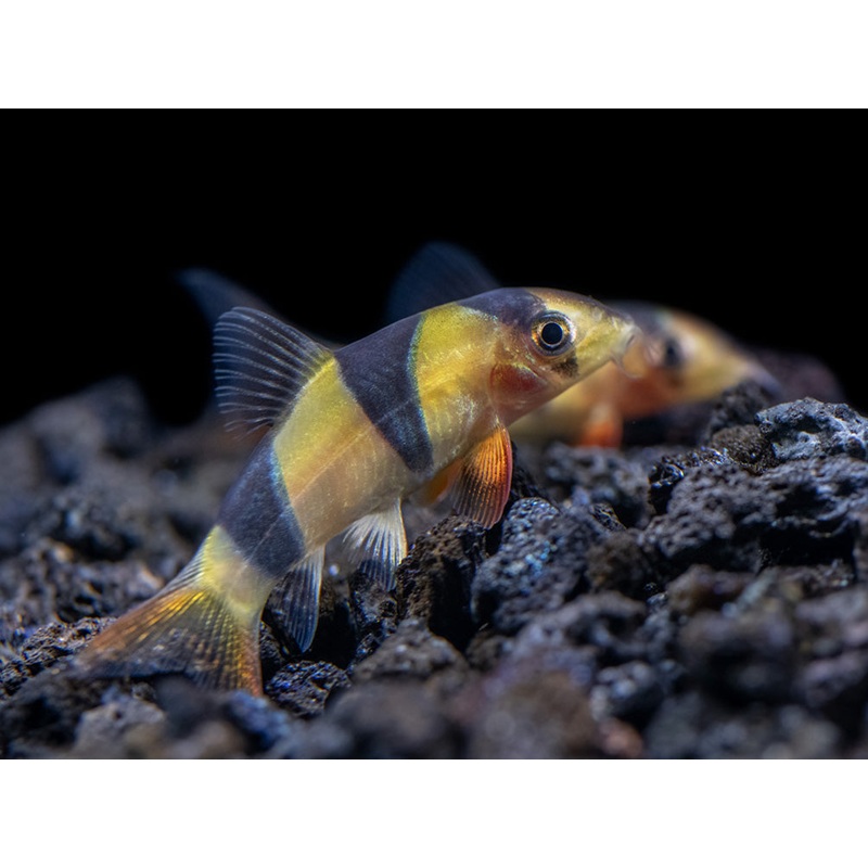 Clown Loach (Chromobotia macracanthus)