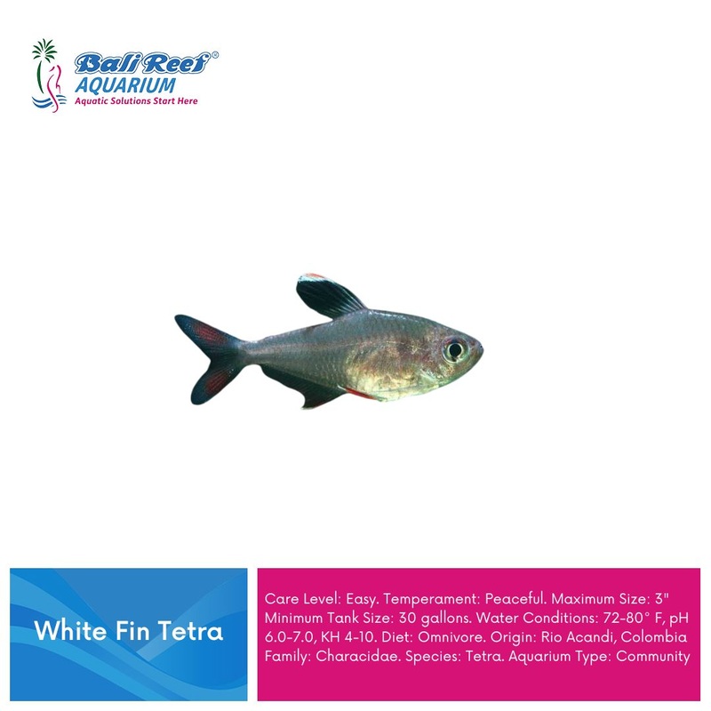 Ikan Tawar White Fin Tetra