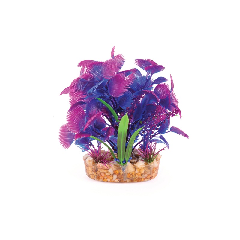 Kazoo Maroon With Assorted Leaf Combination Bush