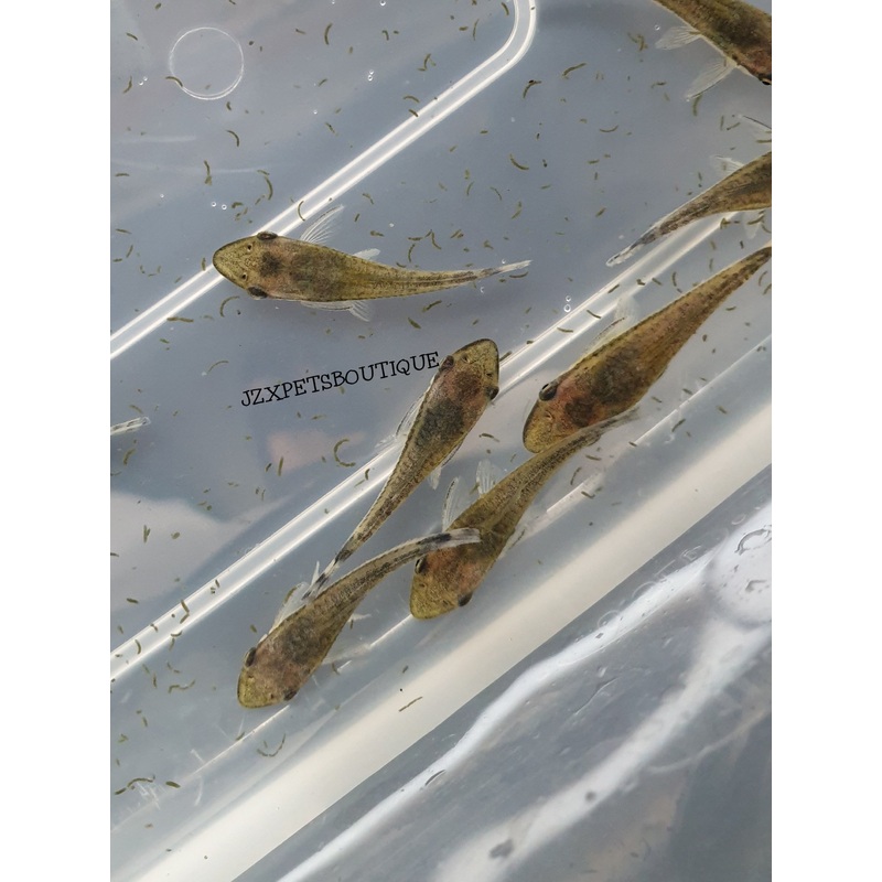 * Pleco * Otocinclus Common Oto (10 pieces)
