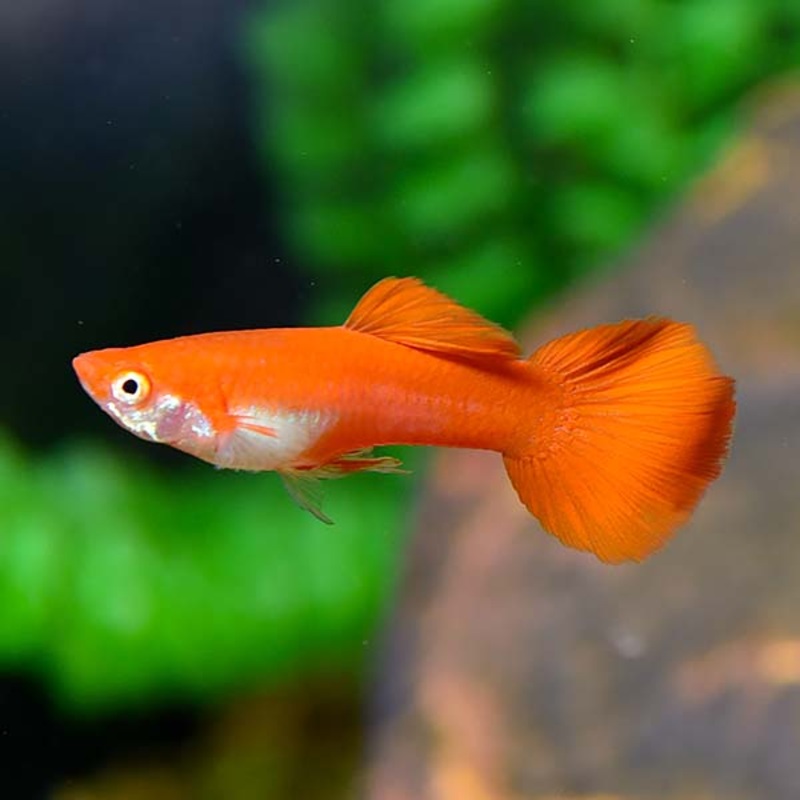 Red Moscow Guppy Male