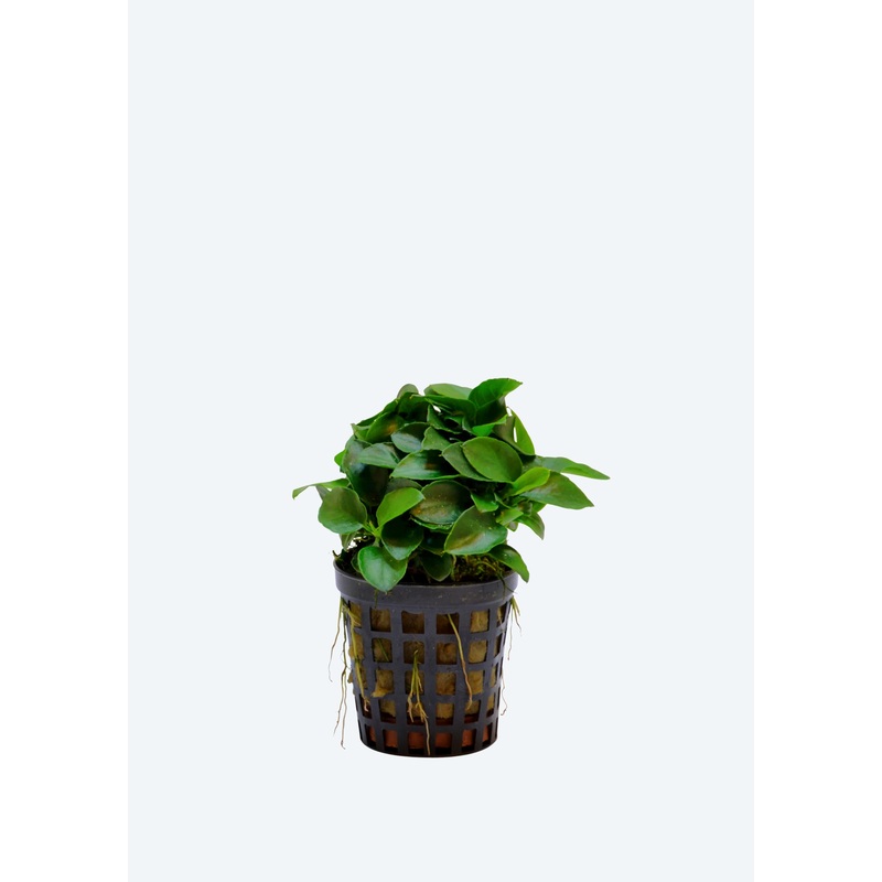 Anubias barteri Round Mini