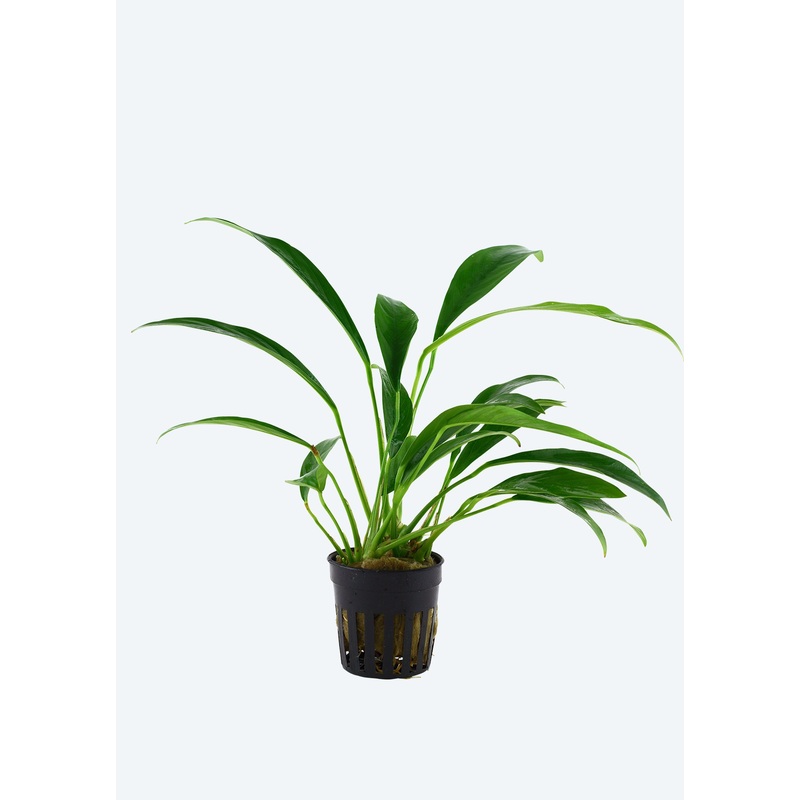 Anubias barteri var. glabra