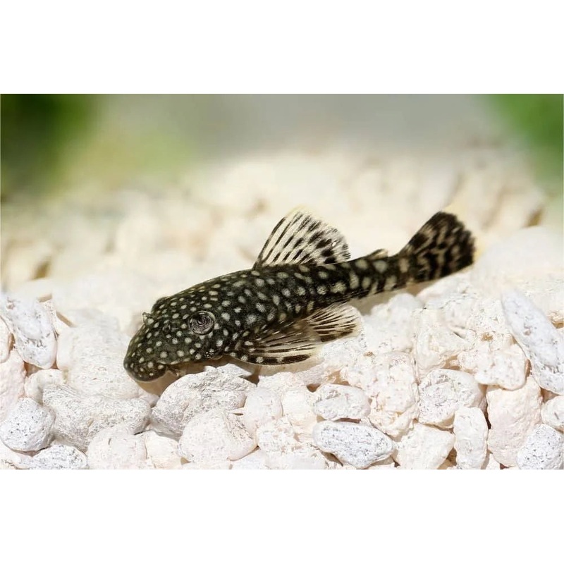 Bristlenose Catfish 5cm