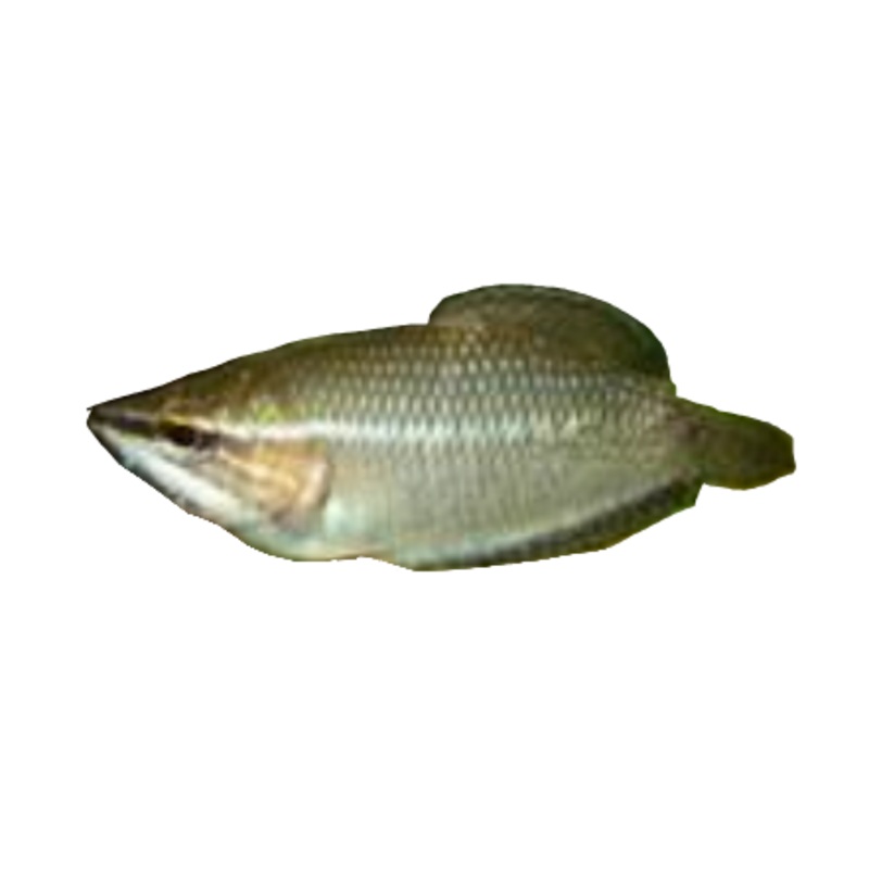 Chocolate Vaillanti Samurai Gourami