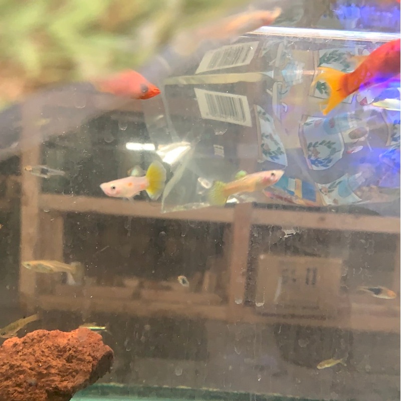 Gold Snakeskin Guppy Male