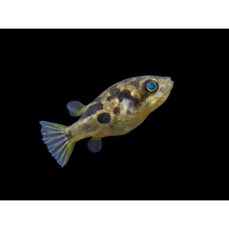 Indian Dwarf Pea Puffer (Carinotetraodon travancoricus), Tank-Bred