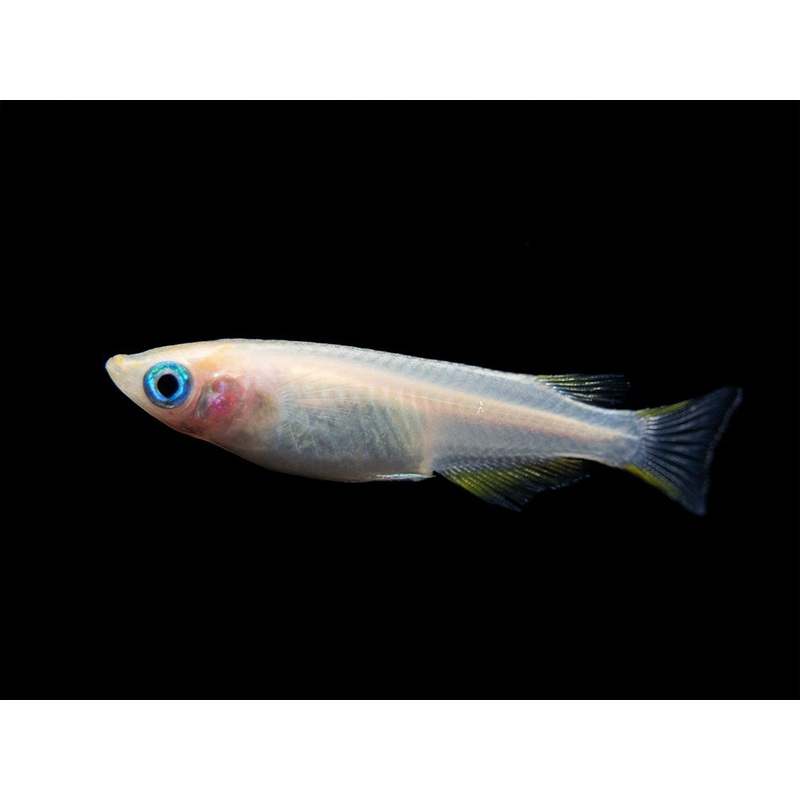Pearl Galaxy Medaka Ricefish aka Japanese Ricefish/Killifish (Oryzias latipes “Pearl Galaxy”) – Tank-Bred!