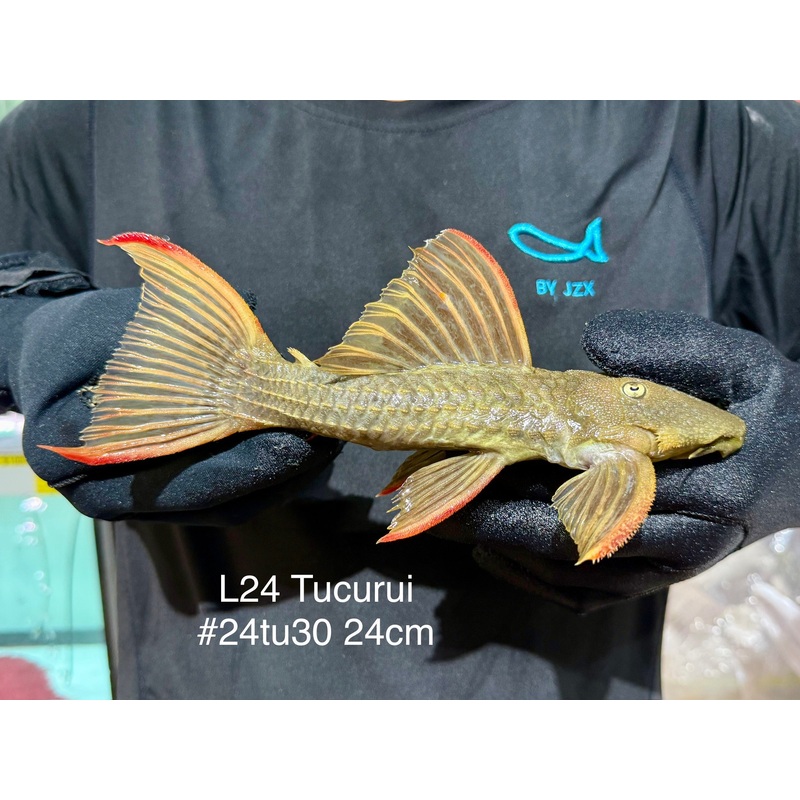* Pleco *  Pseudacanthicus pitanga (L24 Tucurui) 24cm #24tu30 (Actual piece)