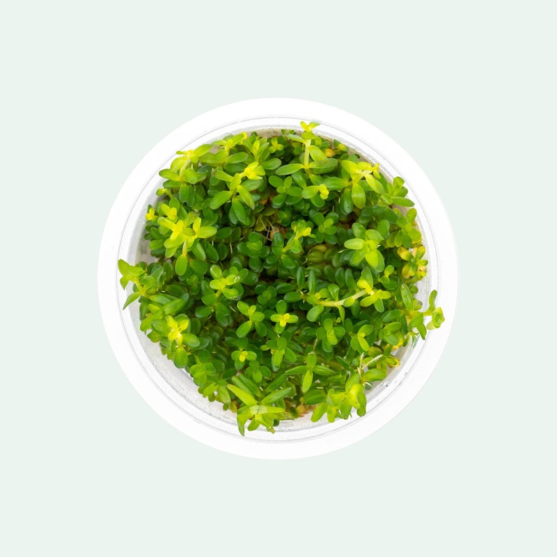Rotala Mexicana Tissue Culture