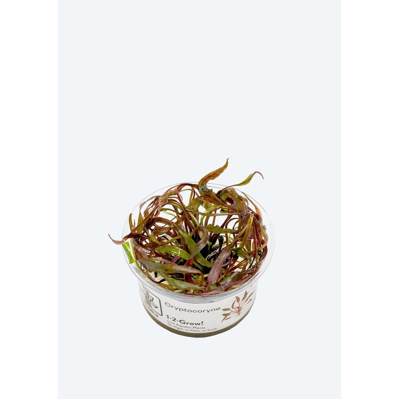 1-2-Grow! Cryptocoryne nurii