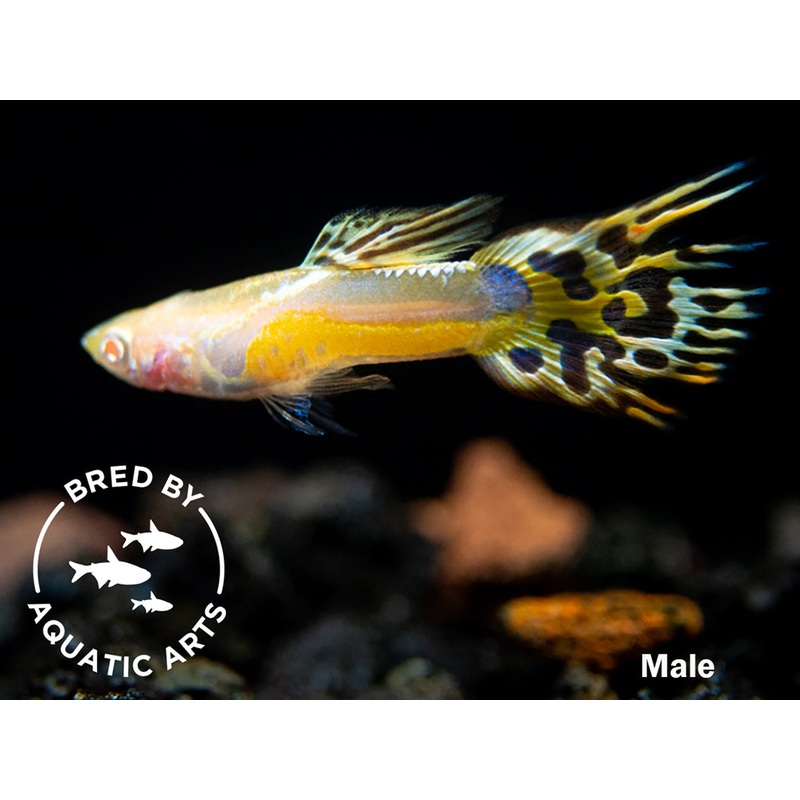 Albino Gold Saddle Guppy (Poecilia reticulata), BREDBY: