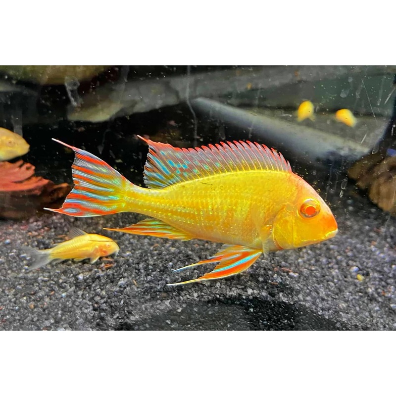 Albino Red Head Tapajo Geophagus 6cm