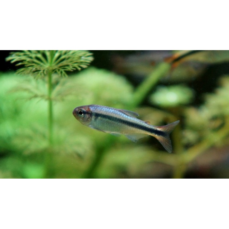 Black Stripe Tetra – H. Melanostichos