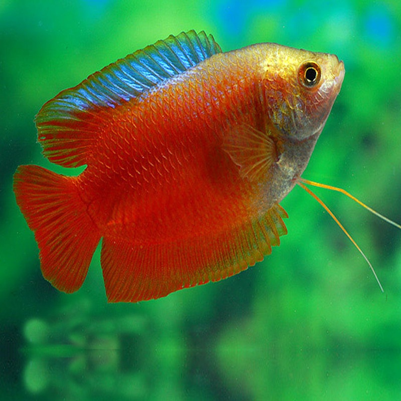 Dwarf Flame Gourami Male