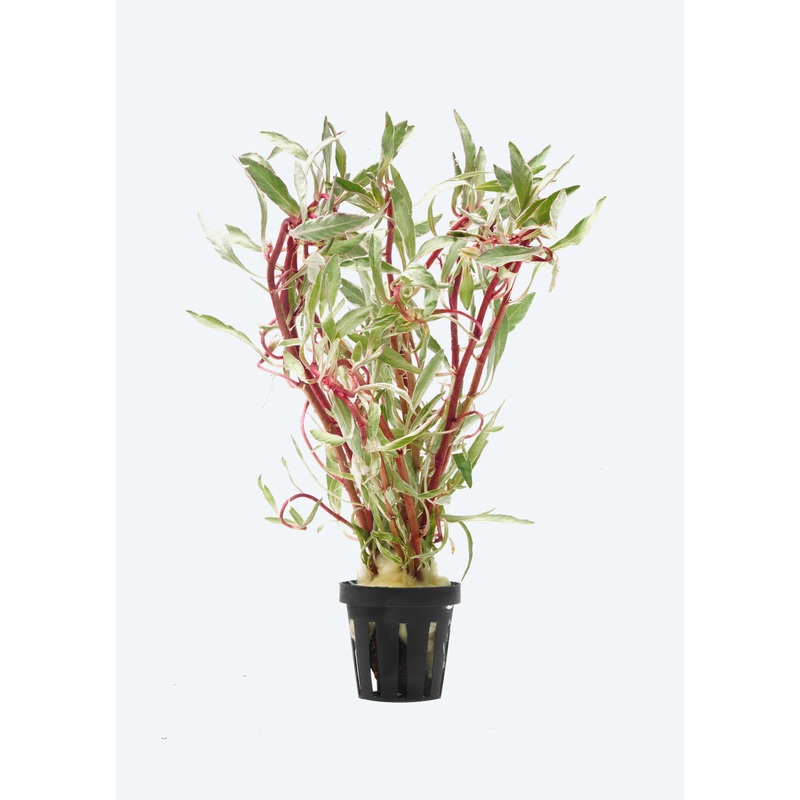 Ludwigia sp. ‘White’