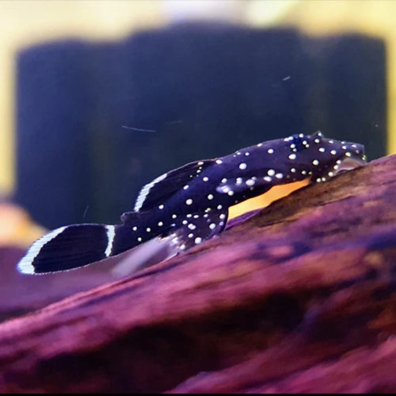 Peppermint Bristlenose 3cm