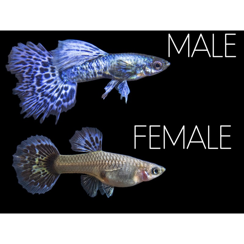 Purple Dragon Mosaic Guppy (Poecilia reticulata), USA-Bred