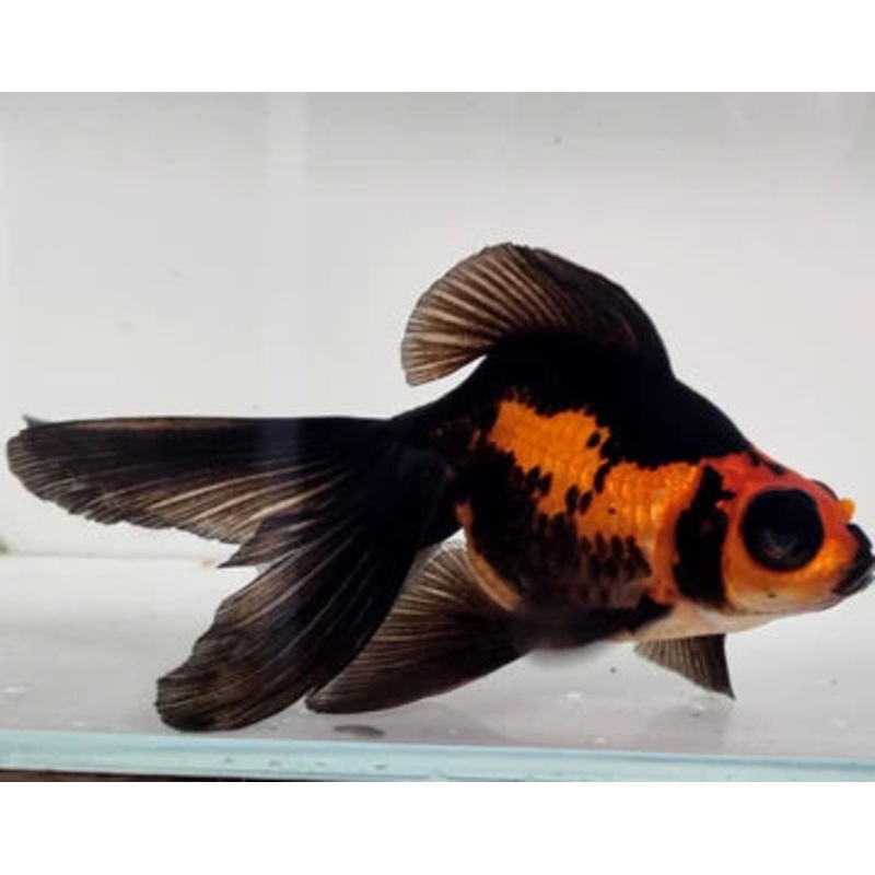 Red and Black Butterfly Moor 11cm