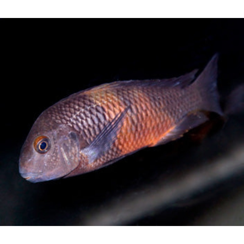 Tropheus Pemba -T Moorii