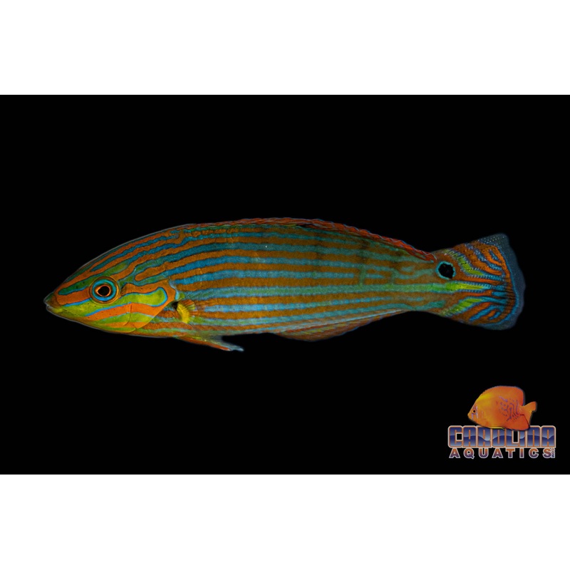 Wrasse – Melanurus