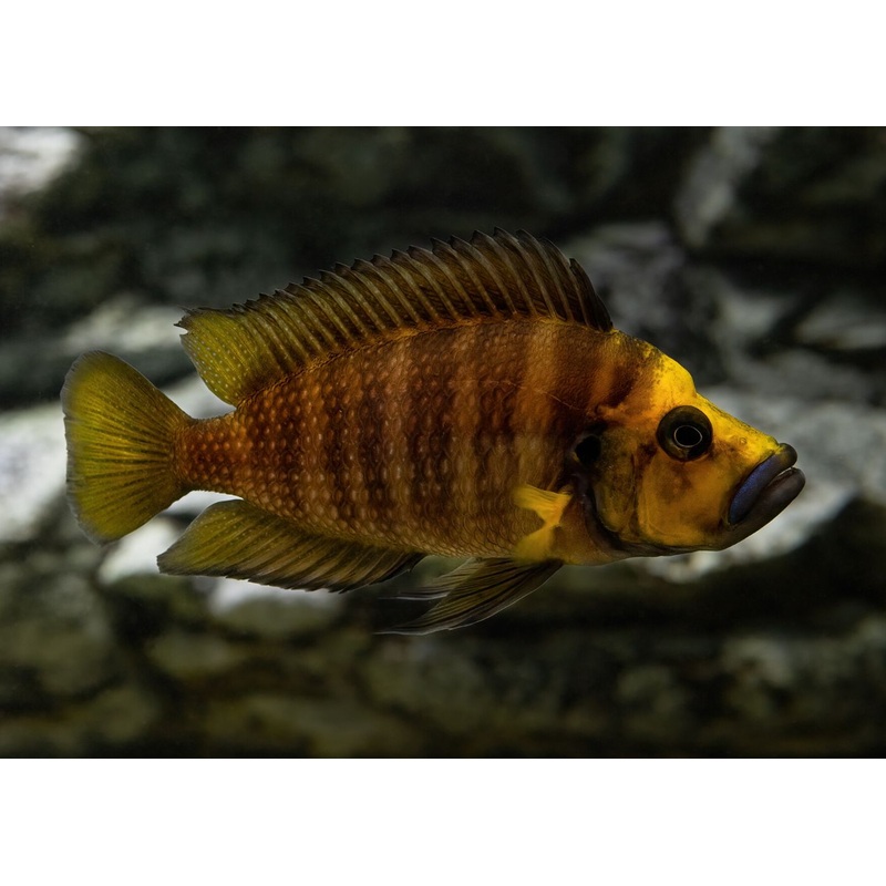 Altolamprologus Compressiceps – Gold Head
